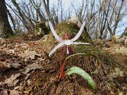 50 Dens canis- Dente di cane